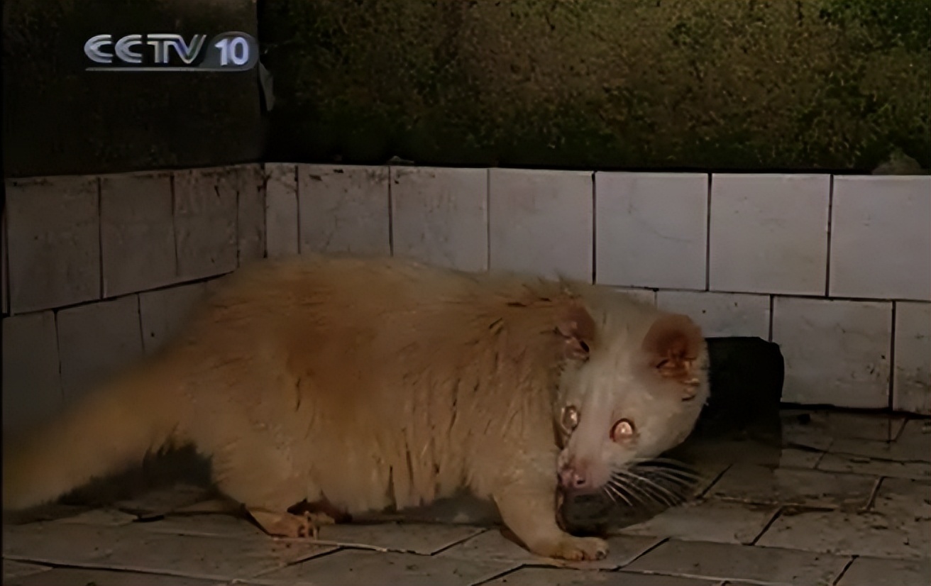 江西老农活捉神秘物种六不像,江西宜春老农上山捉到六不像