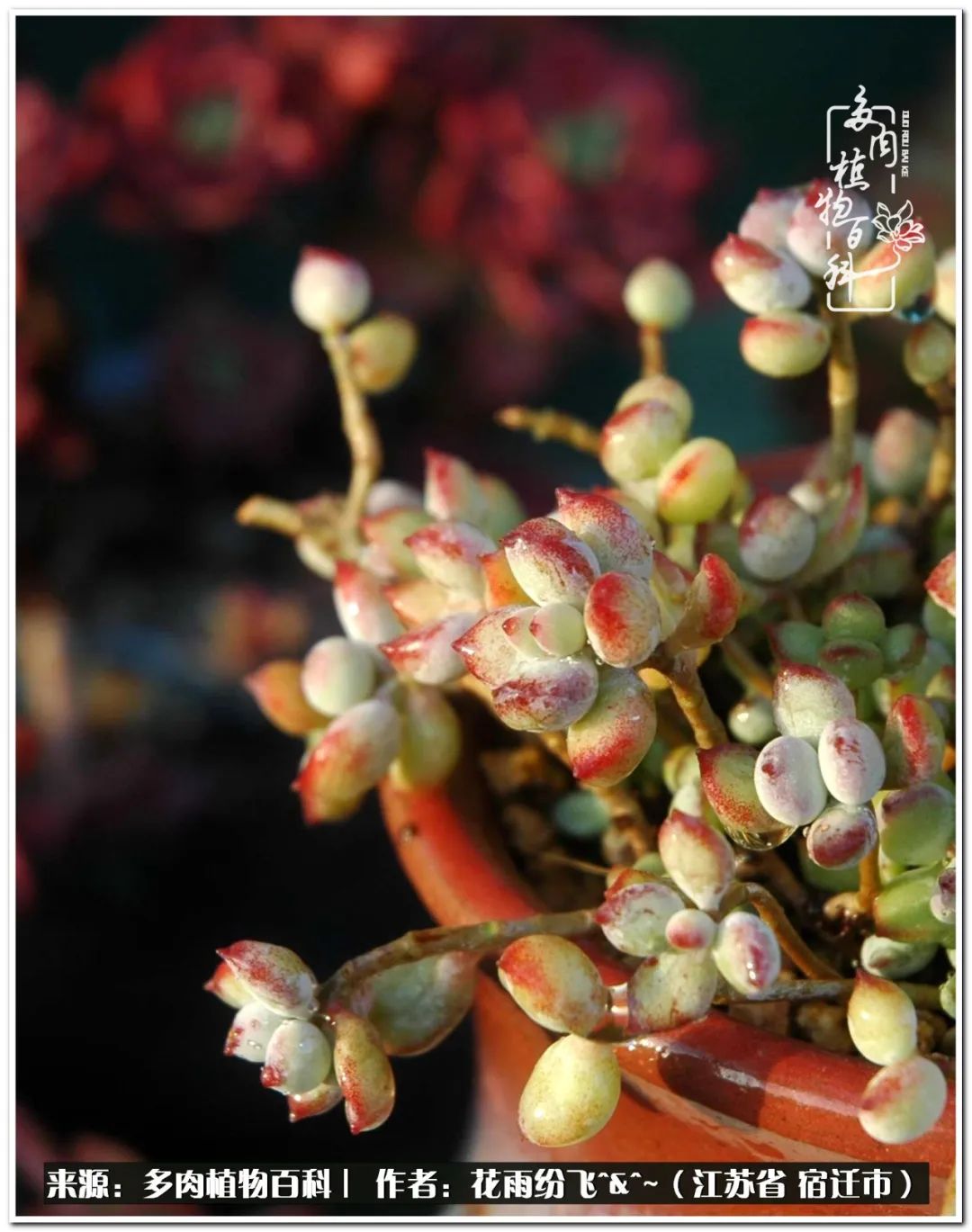 快乐的童年时光视频,回味快乐的童年美好的时光