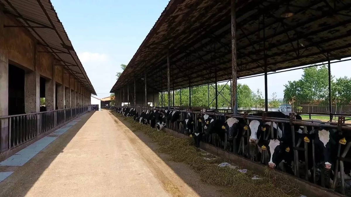 肉牛养殖技术西门塔尔牛养殖视频,生牛养殖和肉牛养殖的区别