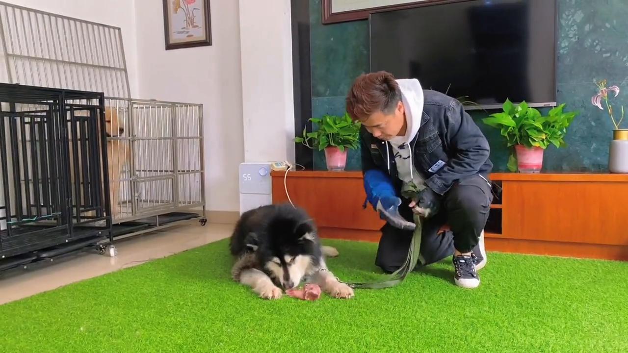 咬人阿拉斯加训练,咬人护食的狗怎么训