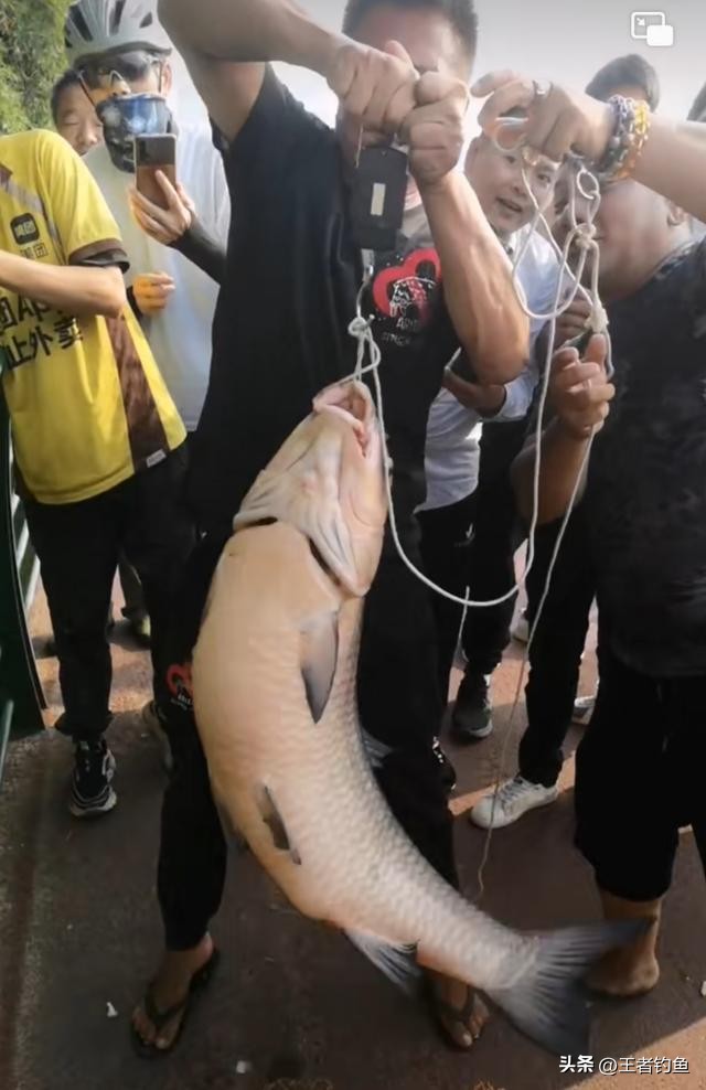 柳州柳江钓鱼人,柳州附近免费野钓