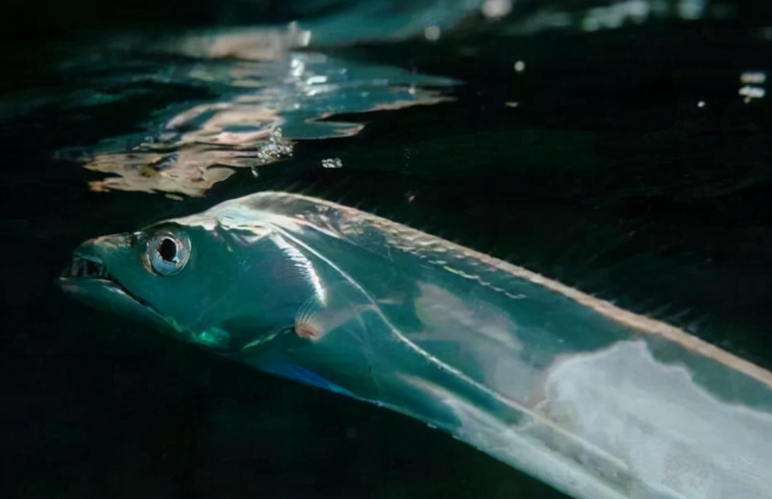 动物行为能预测地震是真的吗,专家分析常州地震还会有余震吗