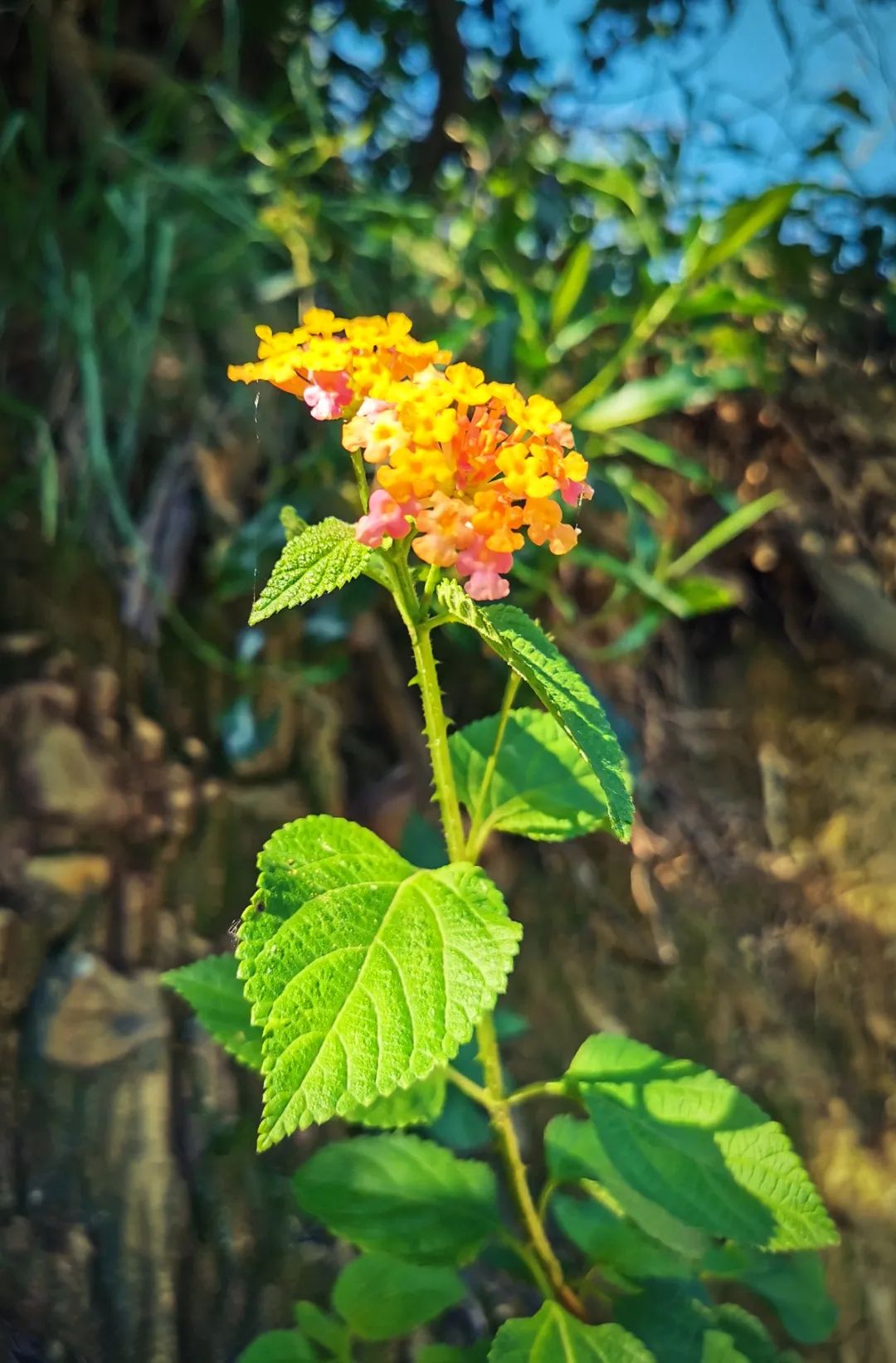 攀枝花是一种什么花,什么是攀枝花铁树