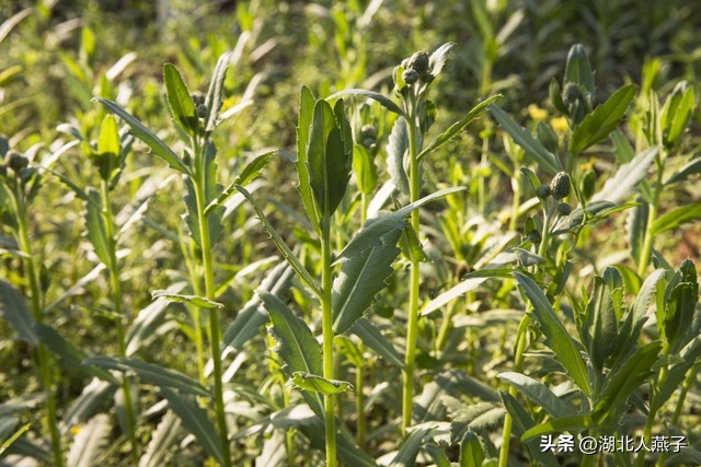 春天挖野菜，送你55种野菜辨别图，带你认识不同的野菜和吃法