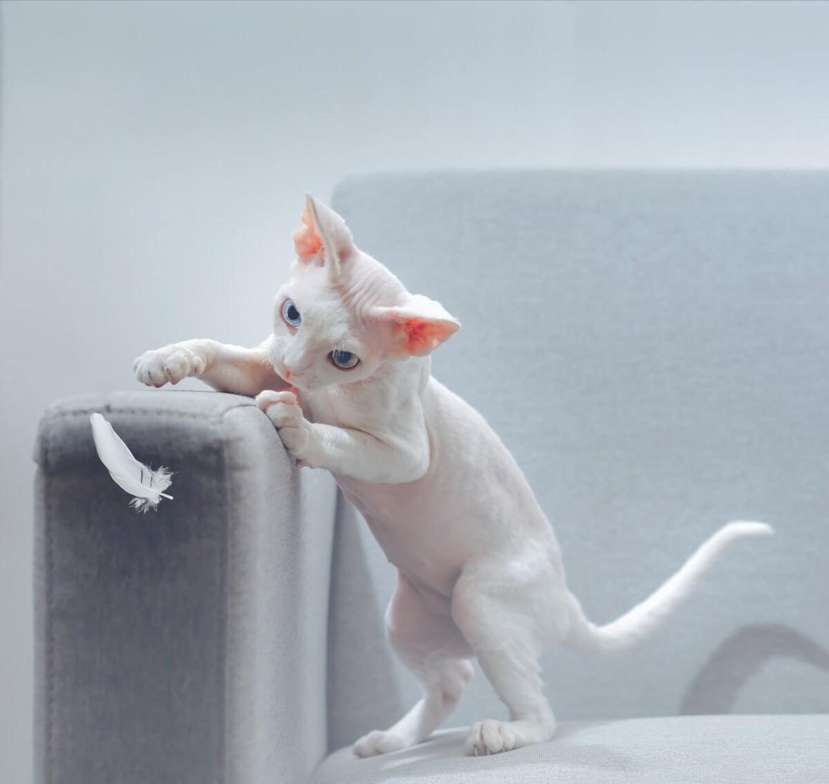 德文卷毛猫性格真好,thecatscope德文卷毛猫