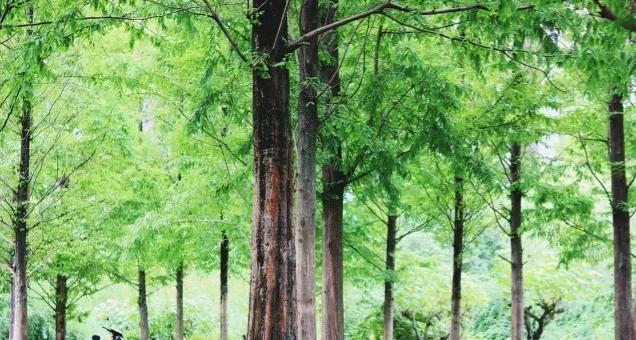 圣人之道为而不争的读音,圣人之道为而不争