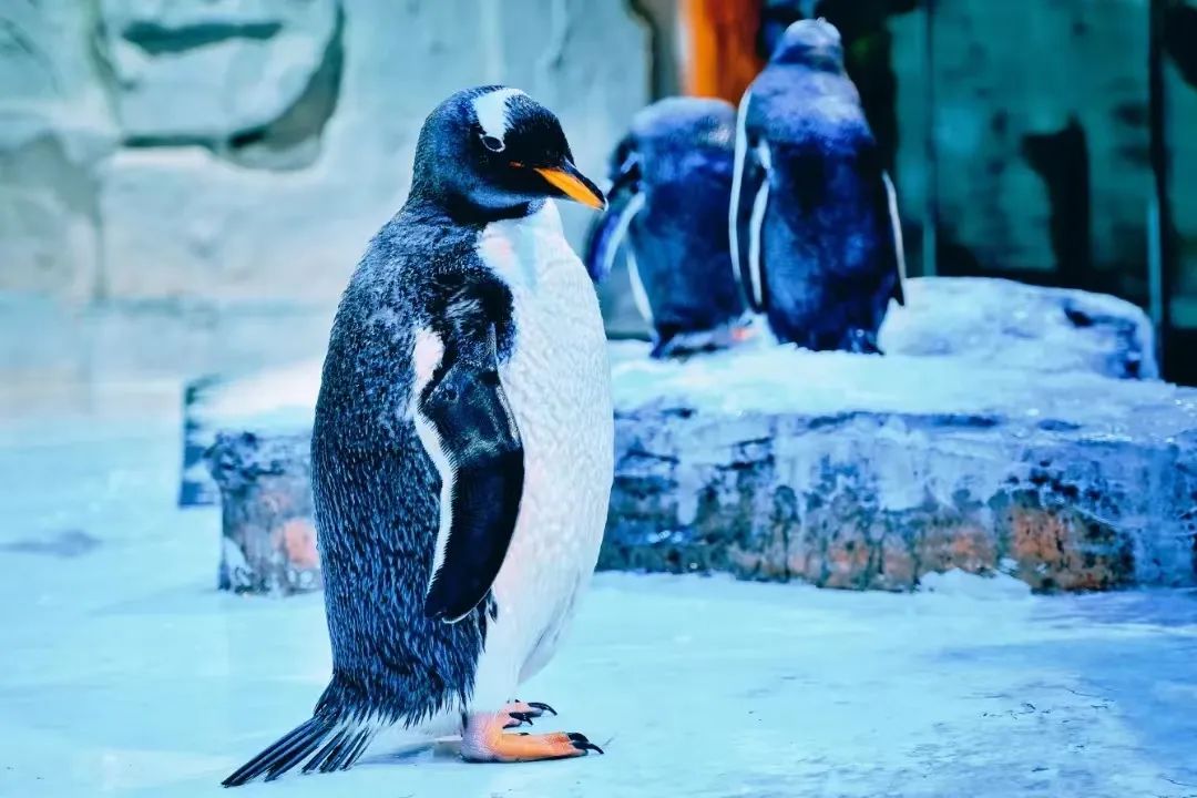 西安炎炎夏日游玩攻略,西安避暑纳凉好去处都市快报