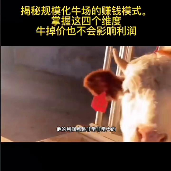 牛场经营模式有哪些,牛场怎么做最挣钱