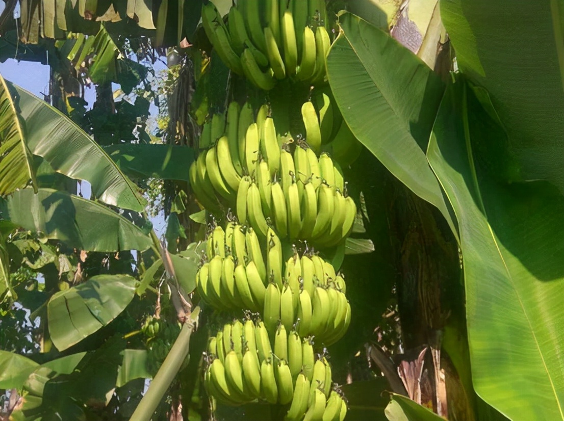 便秘超级难受吃什么,便秘导致肠道痛吃什么药