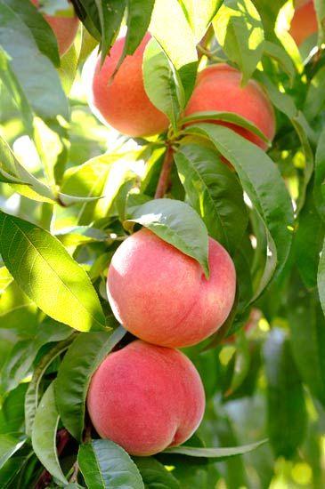 桃子精解说,桃子精万岁