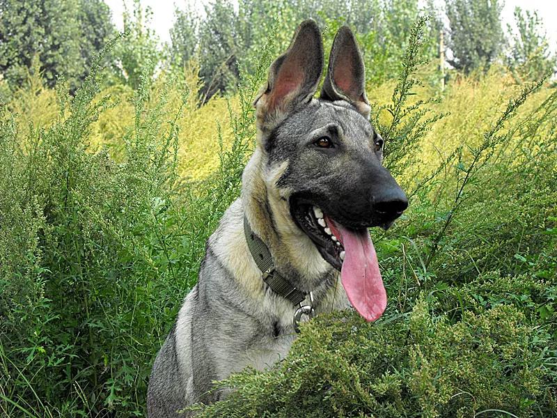 农村人买狗注意事项,农村狗市买狗注意事项