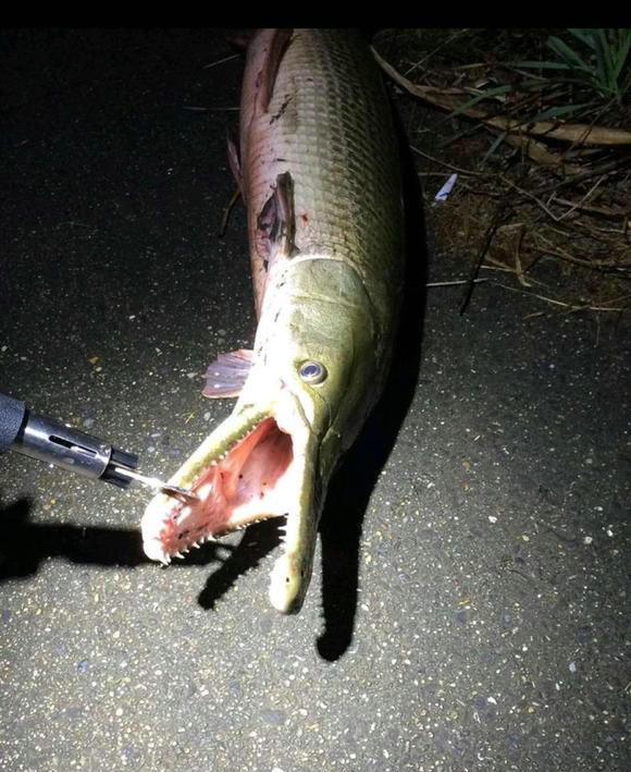 河里钓鱼鱼被咬了一半,钓鱼遇到被咬的鱼