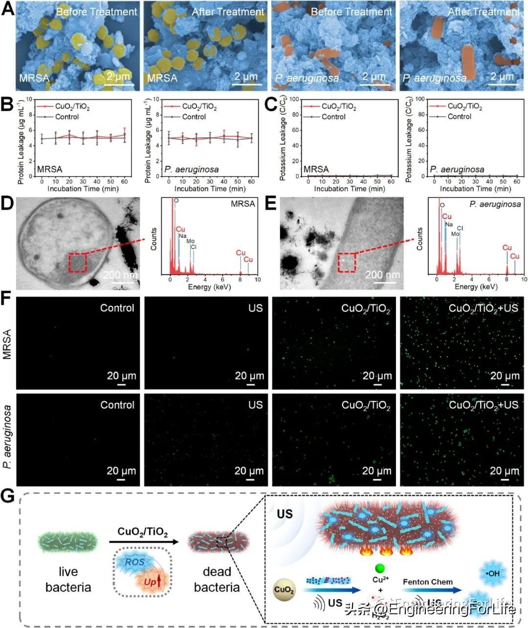 《ActaBiomater.》:超声激活微针用于声温抗菌治疗