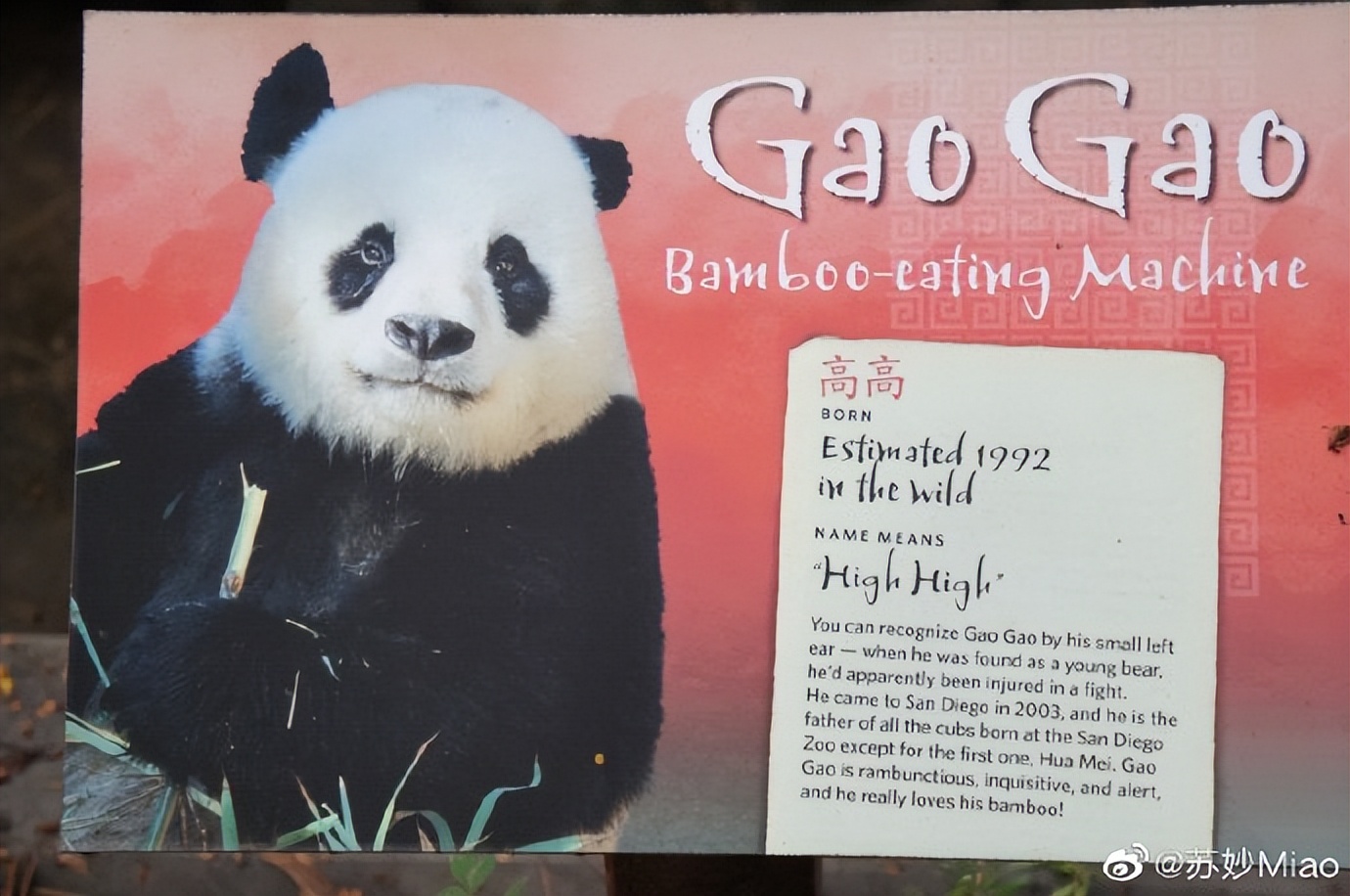 不高的高高和他不白的老婆白云——91年出生的童颜女神大熊猫白云