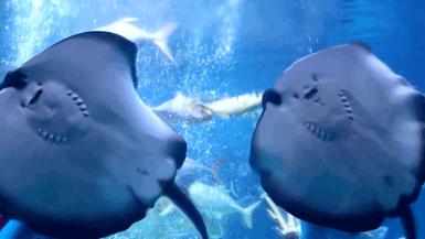 大无语事件！268元买了哈尔滨极地公园亲子票，被路人追着问了三条街！