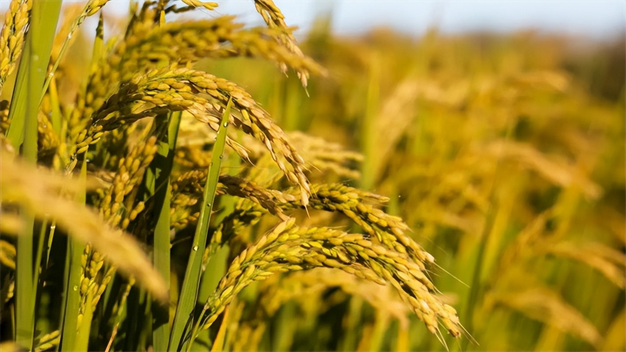 种子战争的危机,种子危机到底多可怕