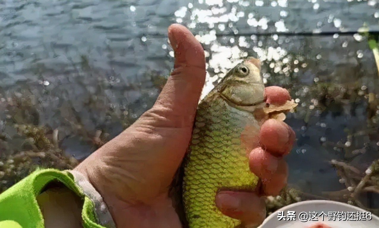 怎么调漂可以忽略饵重和换钓位,调漂的正确方法野钓只调一次