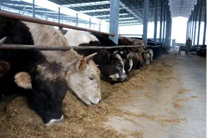 政协委员助力特色农业发展,南阳女政协委员