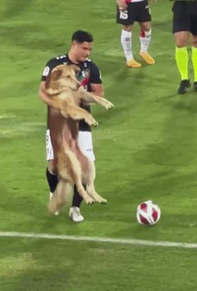 狗子冲进球场,狗子闯进足球比赛