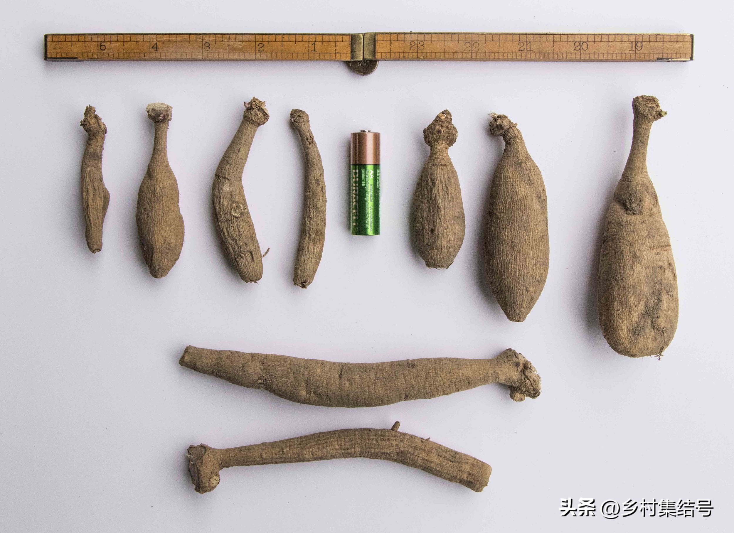 美国夏日梦幻农场：以大丽花为主题的鲜花园艺农场，如梦如画！