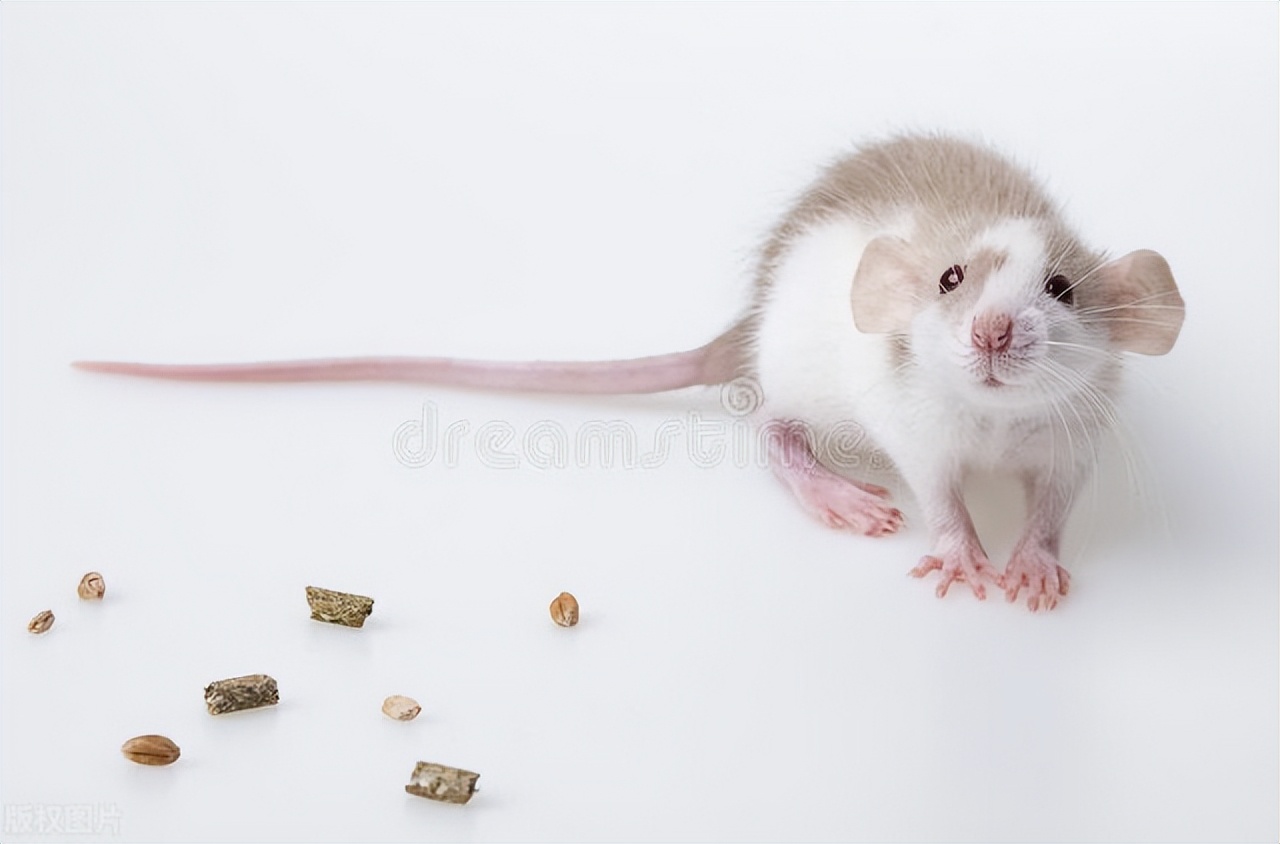 灭老鼠最有效的13个方法推荐,灭鼠灭虫最好的方法