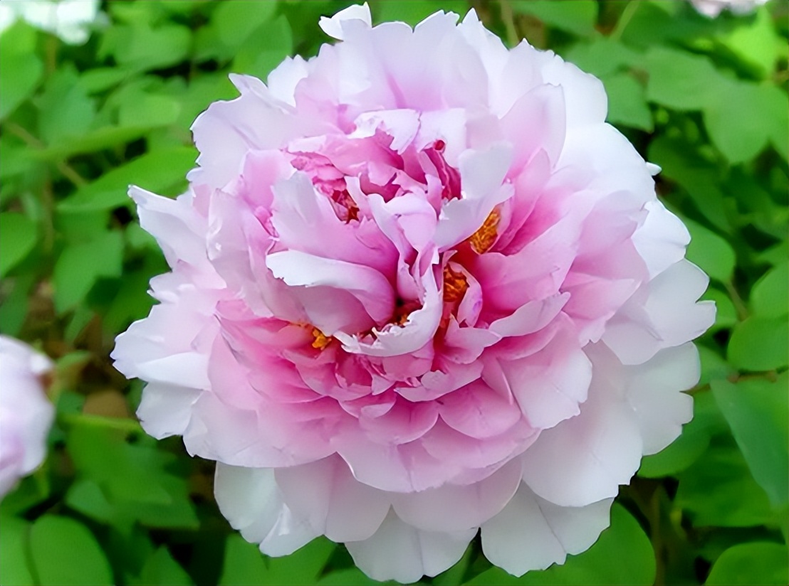 庭院的大门前种什么花树比较好,适合庭院的低矮四季常青的花树