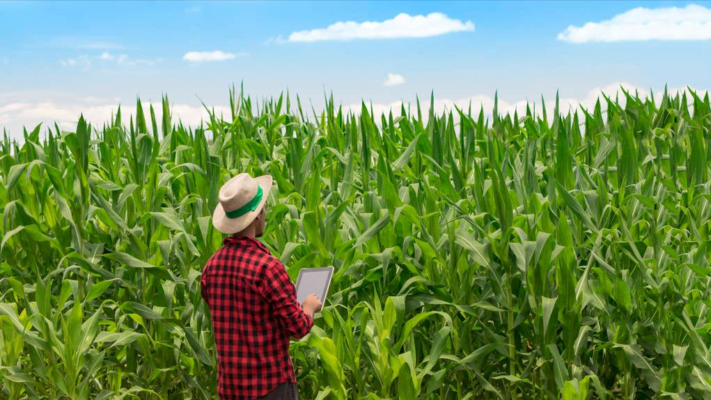 美国农业粮食产量与中国对比,美国粮食和中国粮食亩产