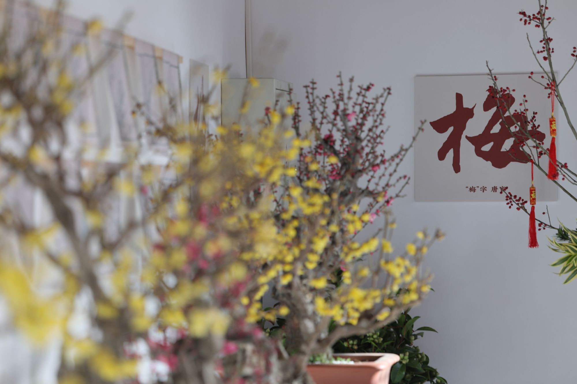 张灯结彩迎佳节火树银花闹新春,今天的公园处处张灯结彩人潮涌动