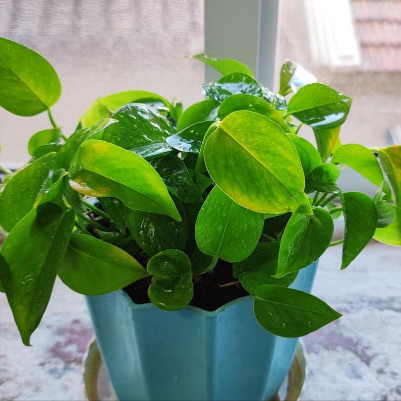 薄荷长得又细又长怎么剪枝,薄荷盆栽越长越细怎么回事