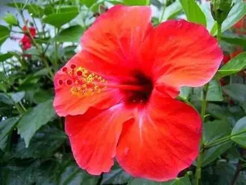 斐济有哪些基本信息,斐济是一个怎样的国家