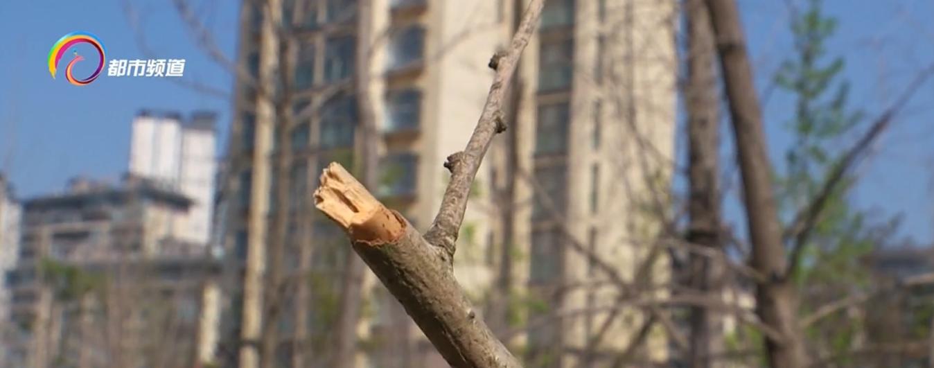 太可惜！春天来了还没发芽，大部分都是枯枝！