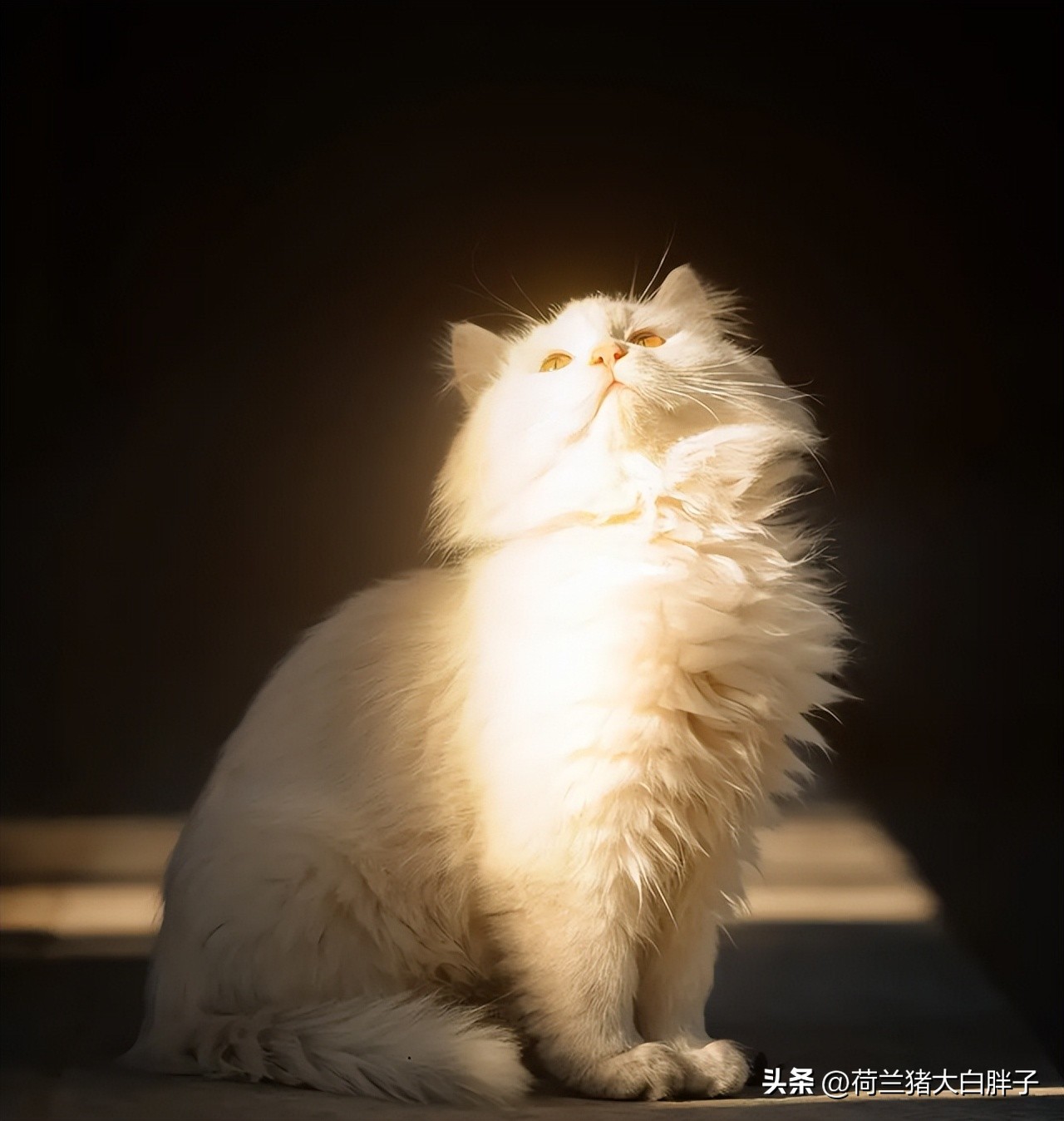 怎么看猫咪的冷知识和热搜,猫咪味觉如何这些冷知识你知道吗