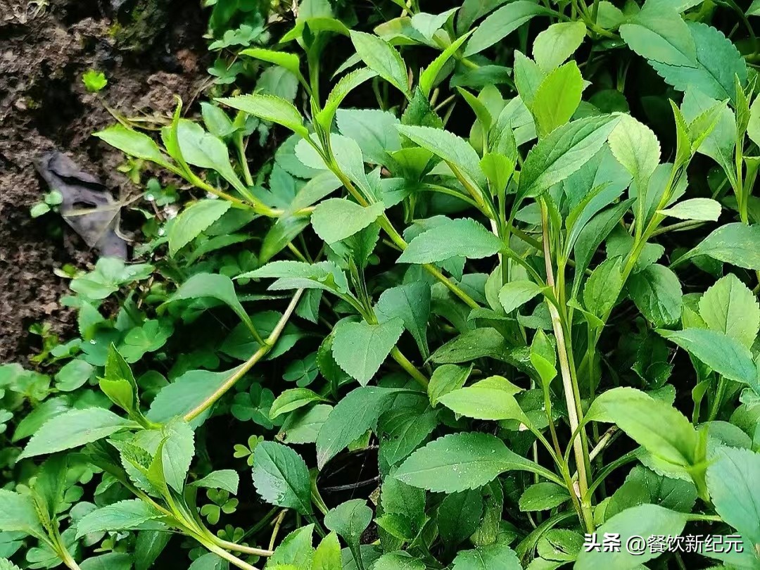 这菜是野菜中的“榴莲”，可惜很多人当草，随手一煮，营养又美味