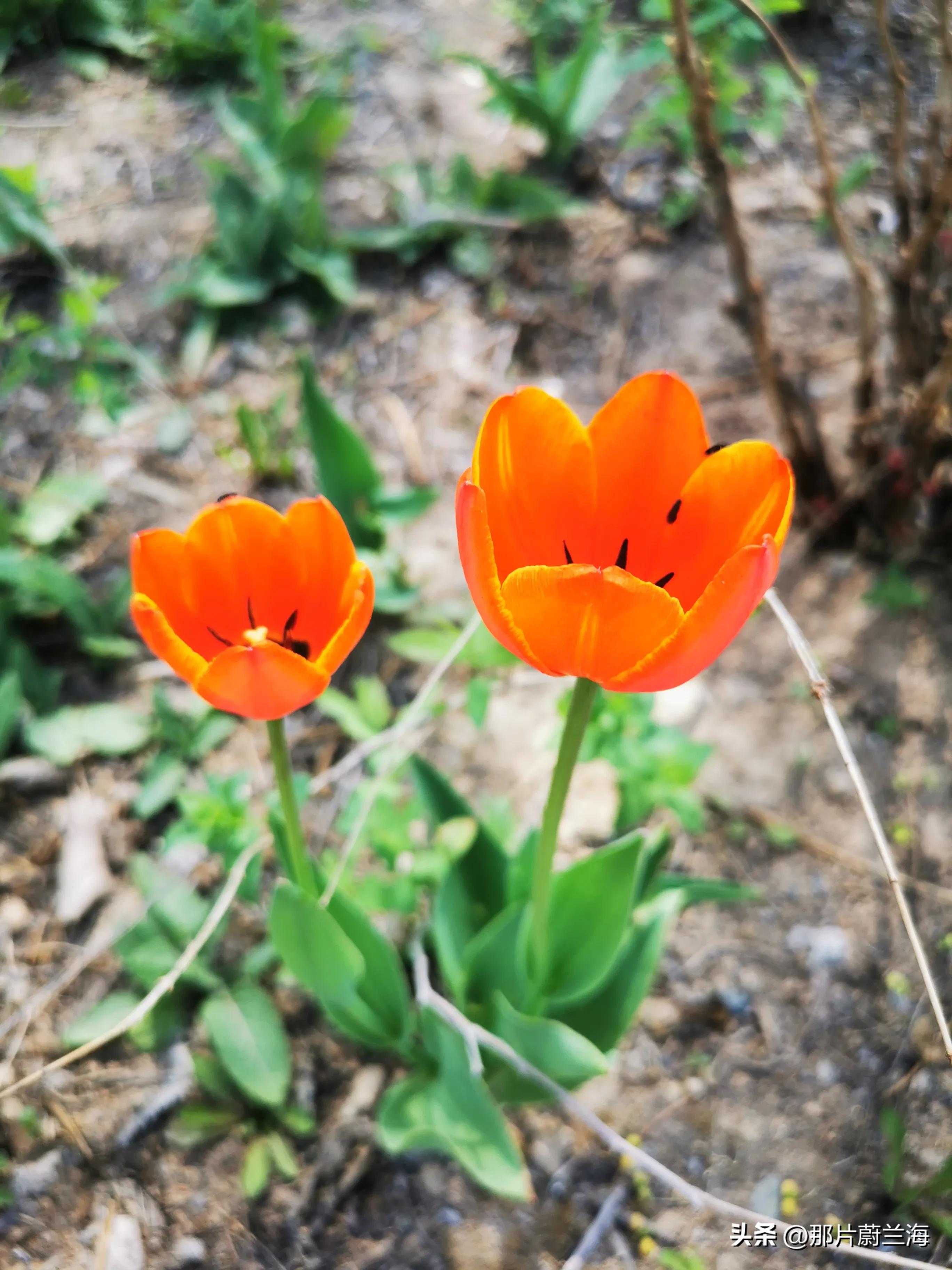 郁金香的花语最浪漫的,郁金香浪漫花语