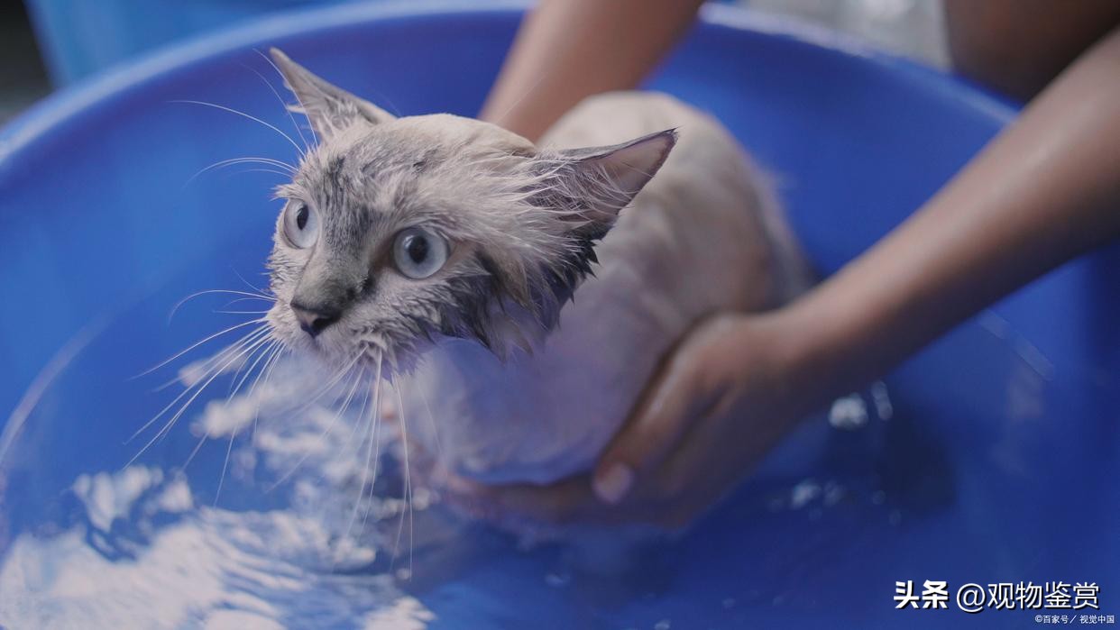 长毛猫毛打结硬块怎么处理,猫毛打结成硬疙瘩怎么处理掉