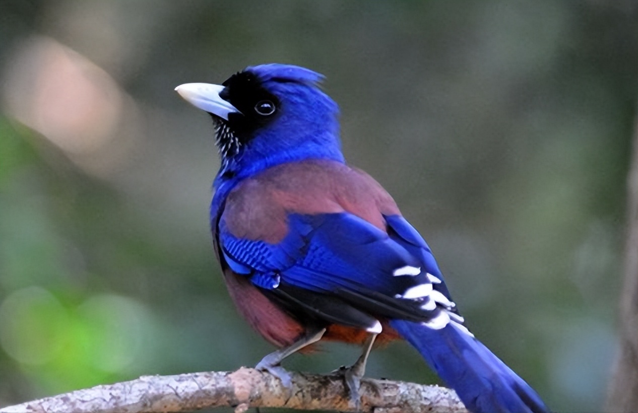 鸟儿大全高清图,高清珍稀鸟动态图片大全