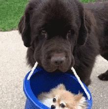 人工杂交寿命最短的狗,寿命短的狗有哪些表现