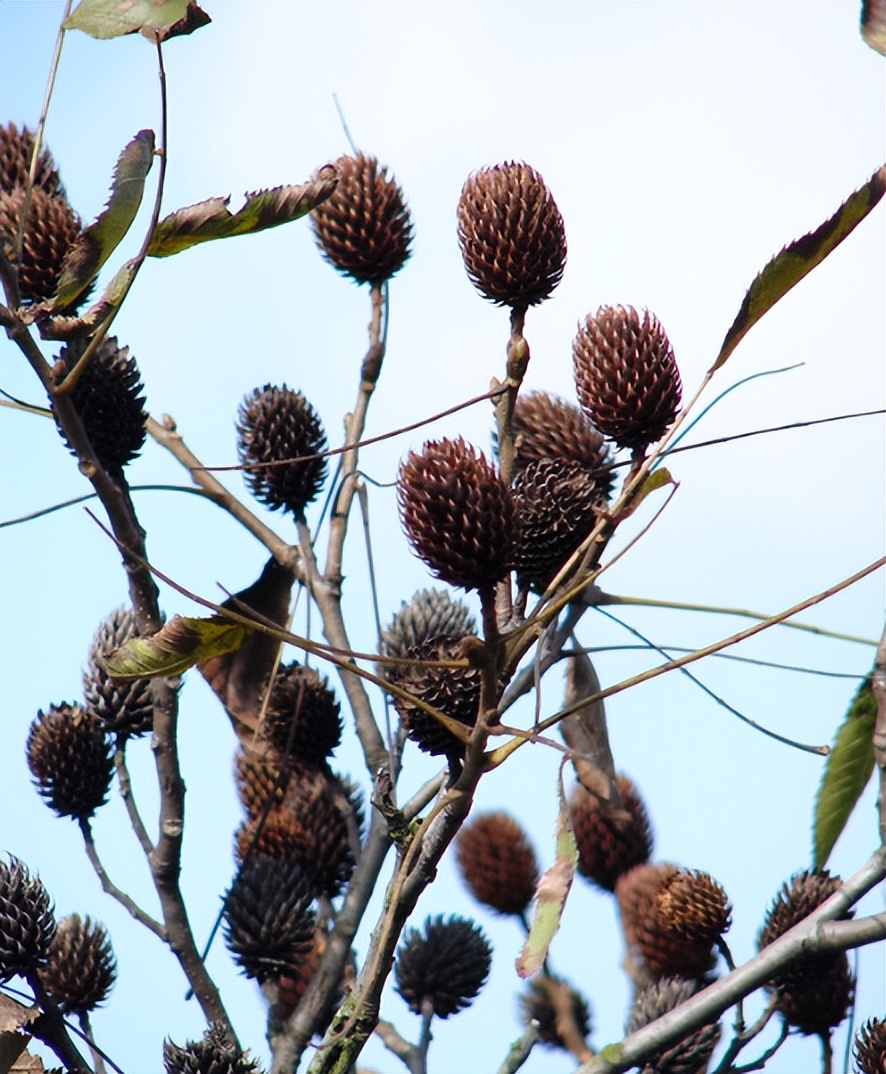 圆果化香有何化学成分？其活性分析有何成果？