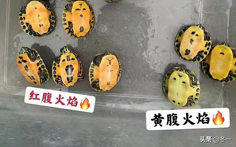 新手养龟的基本知识,入门养龟用什么龟缸