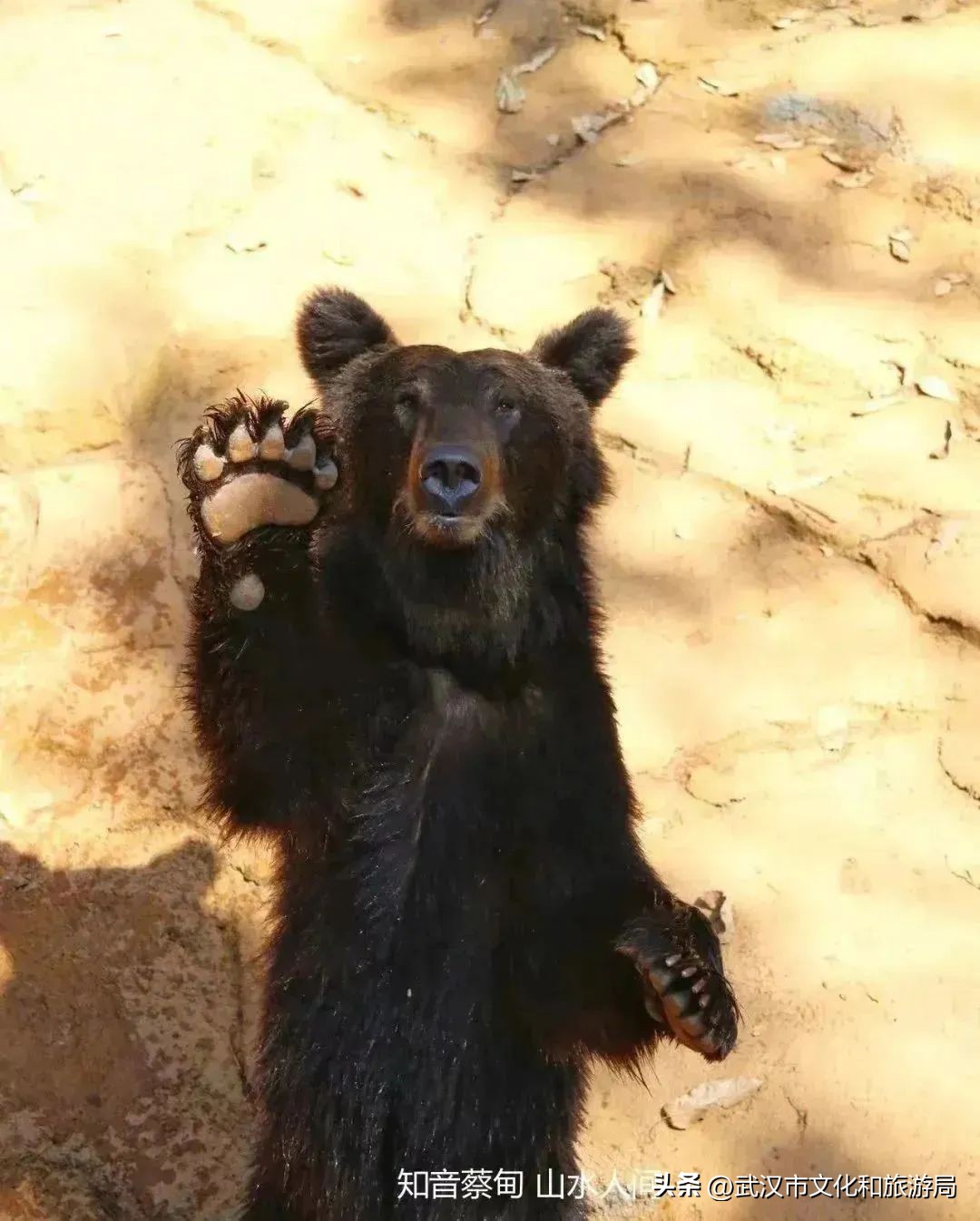 又红又大的草莓欢迎采摘,最近的草莓采摘在哪里