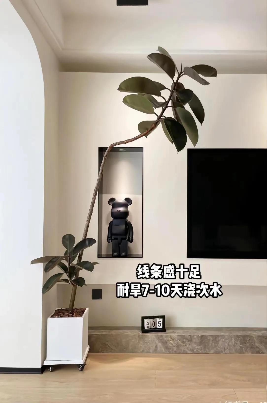 客厅适合摆放的十大植物花卉,客厅适合摆放的植物有哪些品种