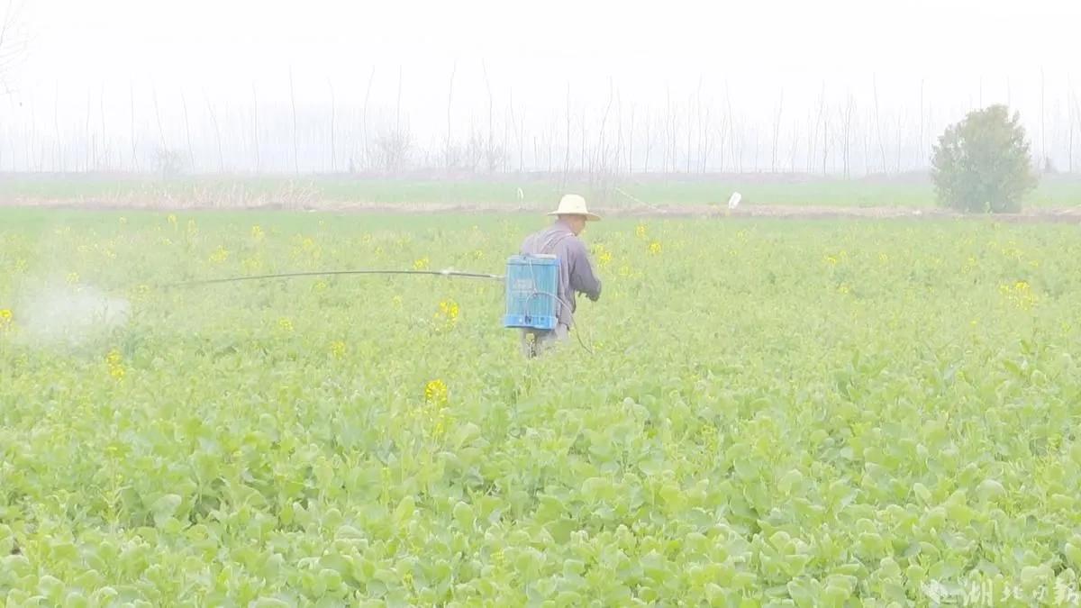 汉川中洲农场最新消息,汉川中洲农场最新视频