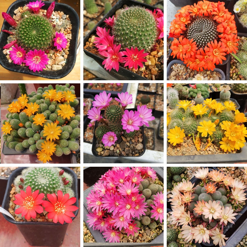 阳台上可以种什么蔬果,阳台上适合种的蔬果