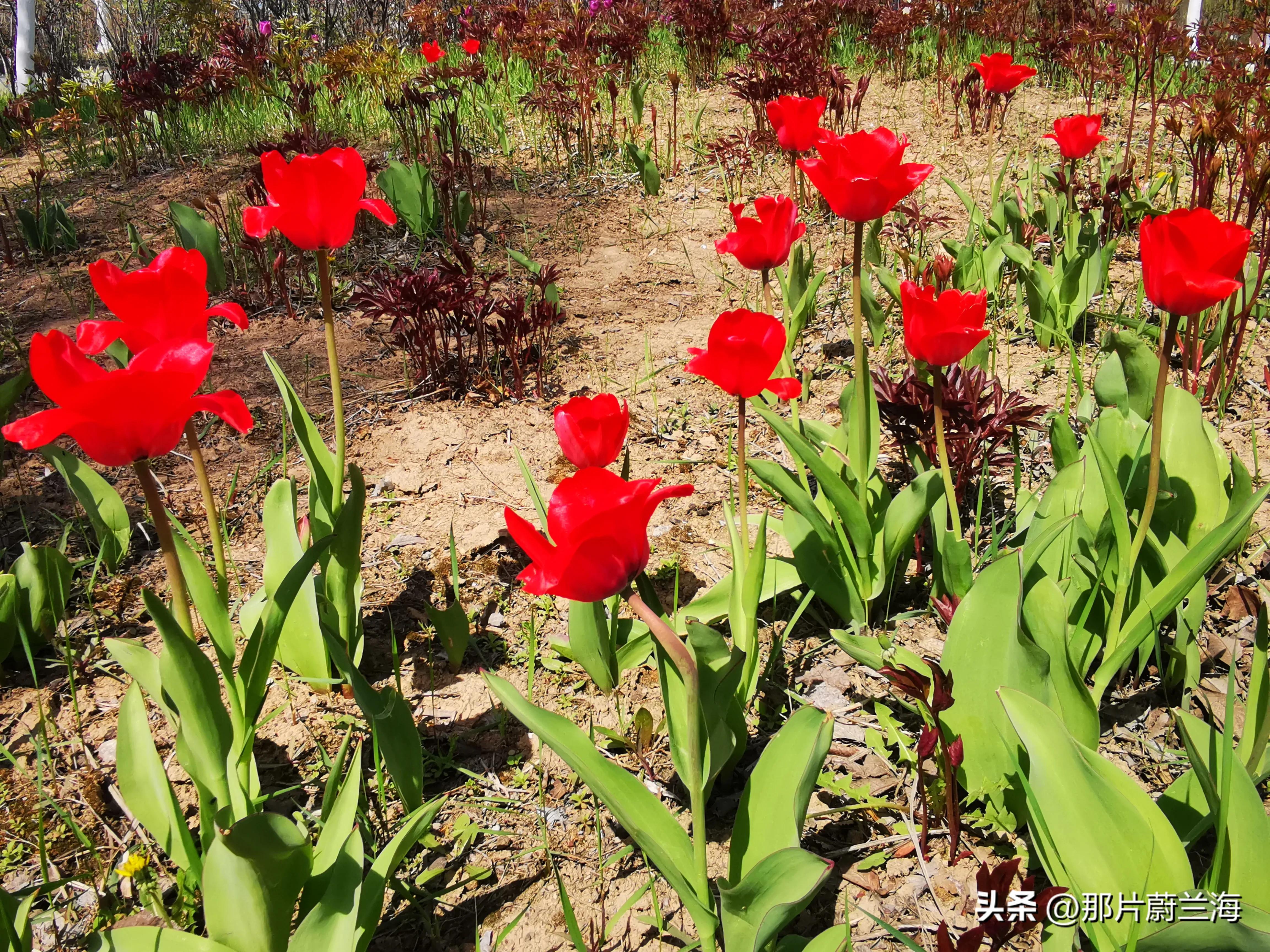 郁金香的花语最浪漫的,郁金香浪漫花语