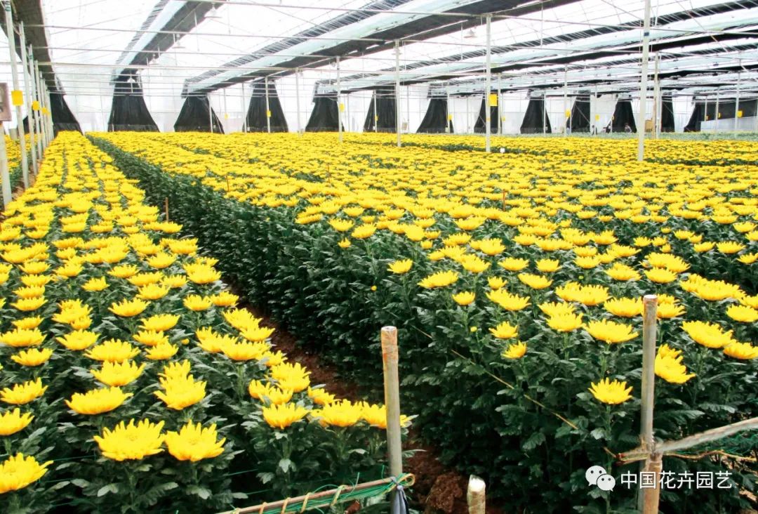 菊花苗优良品种培育,菊花新品种培育技术研究