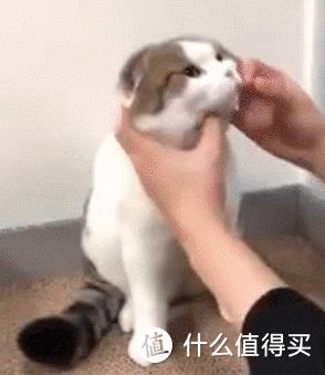 猫咪病了怎么喂药,薛定谔的猫咪教程