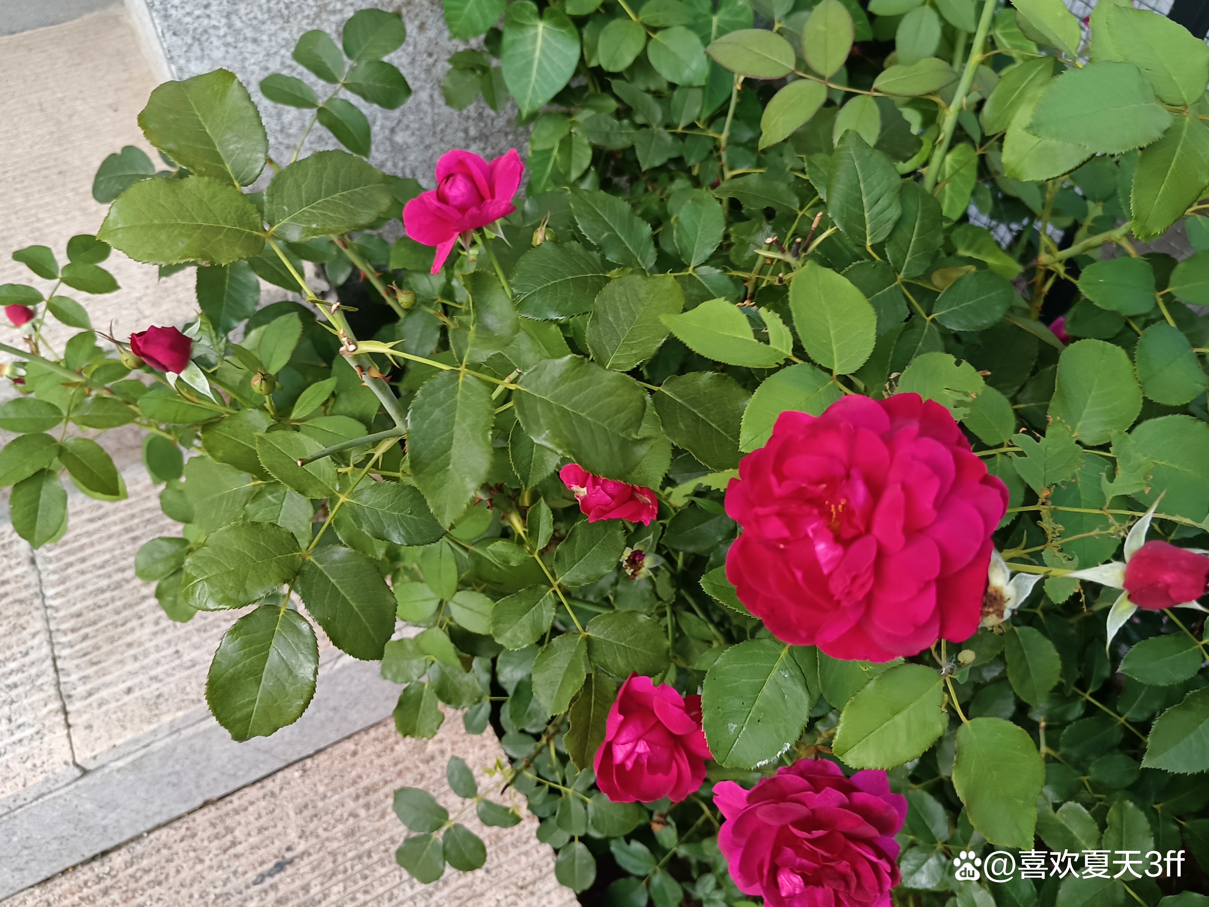 夏日的鲜花浪漫的盛开美丽又迷人,夏日盛开的鲜花