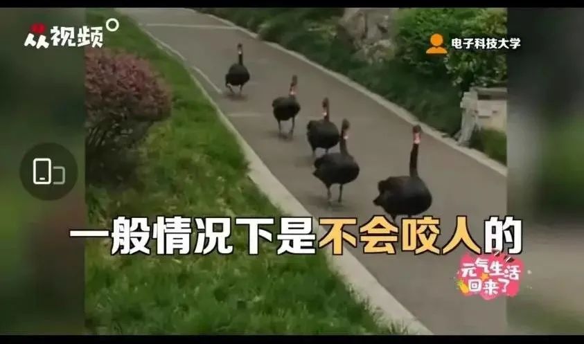 被黑天鹅打了,被黑天鹅攻击了