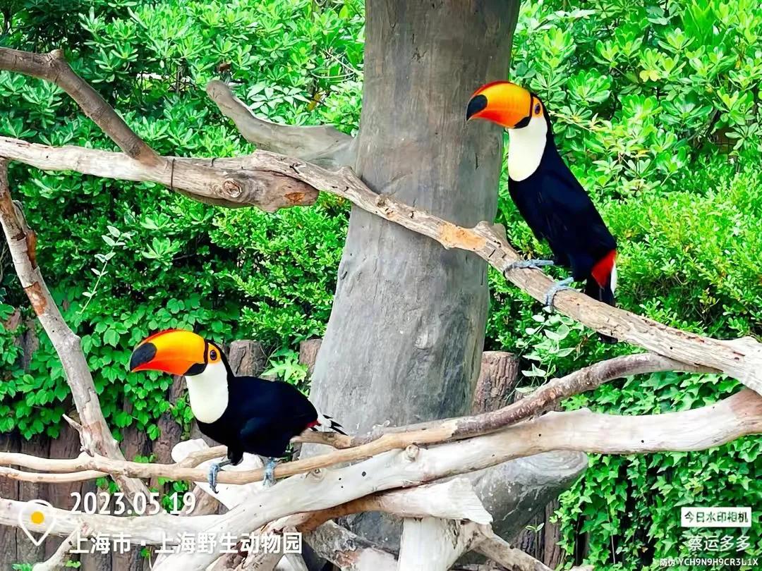 上海野生动物园和上海动物园,上海野生动物园过年营业时间