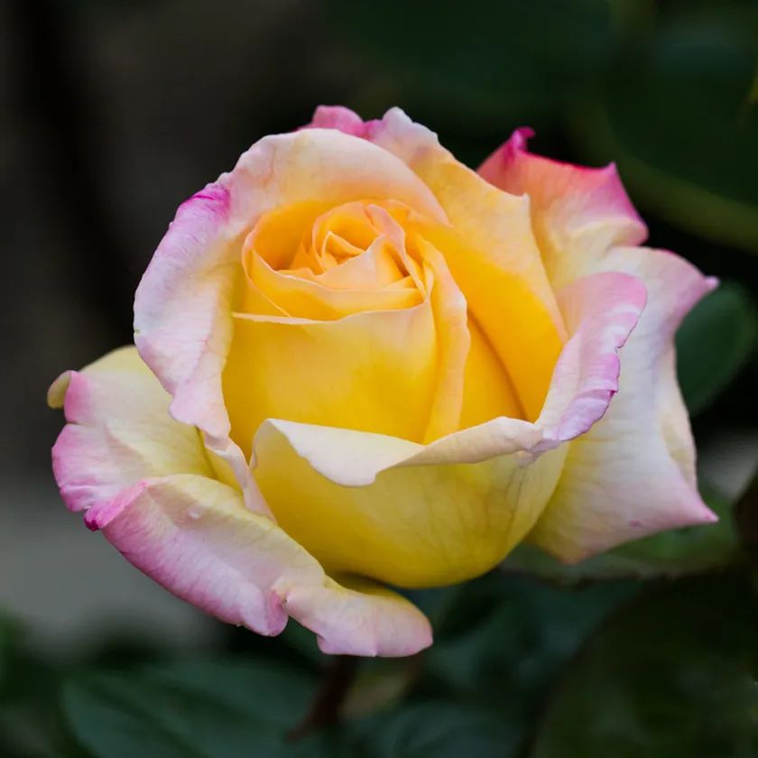 月季系列大全及图片,8张图教你分清月季的花型